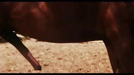 Bạn thu dam lon gái lót của cô